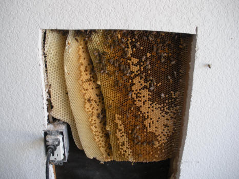 honey bee hive in wall.