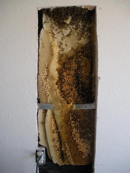 Honey bee hive in wall.