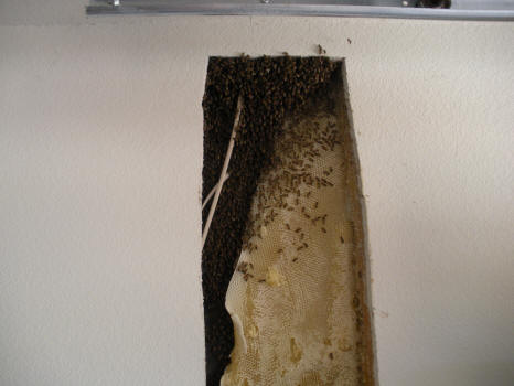 Hive in wall.