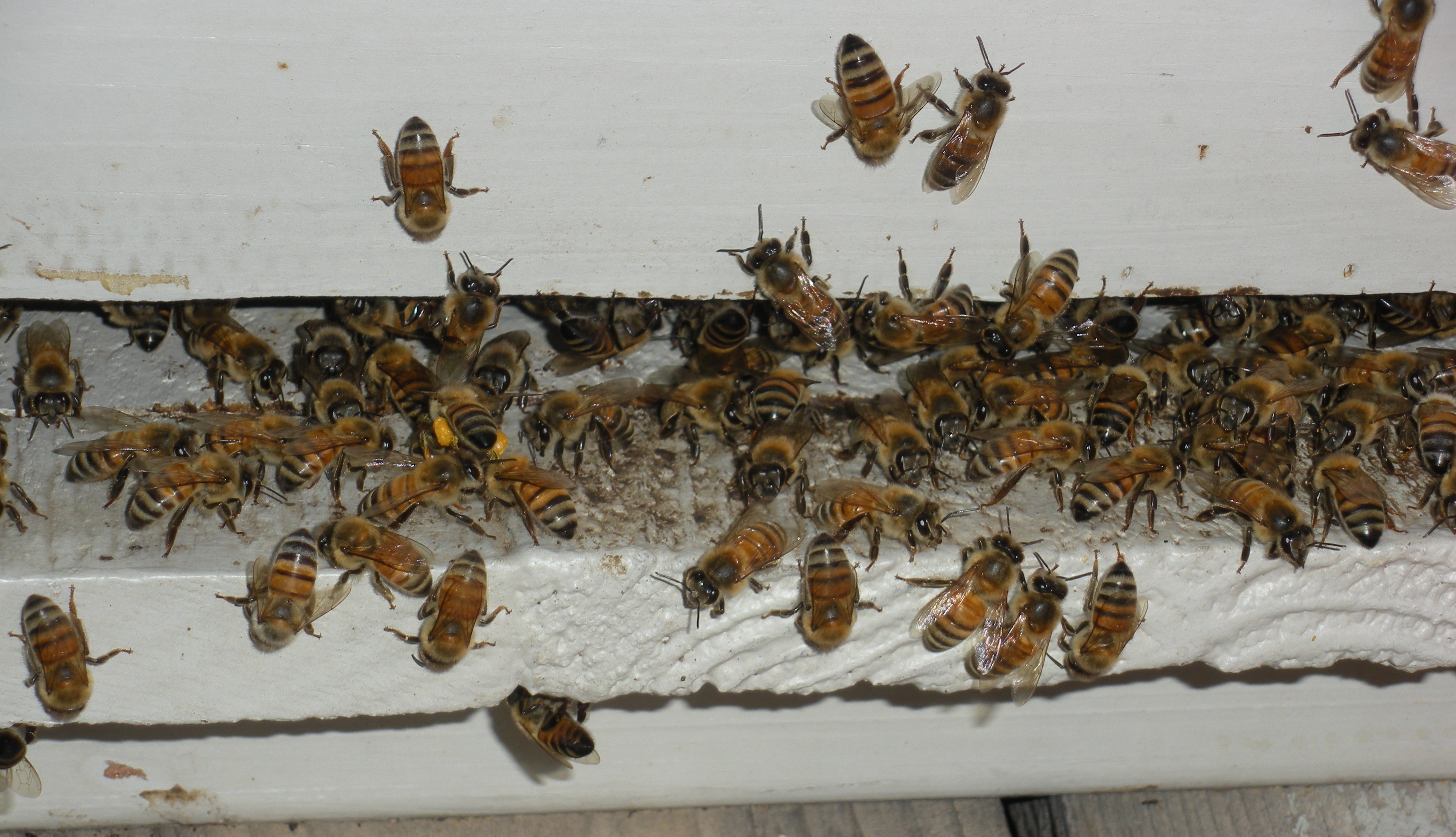 My Honeybees going into there bee hive